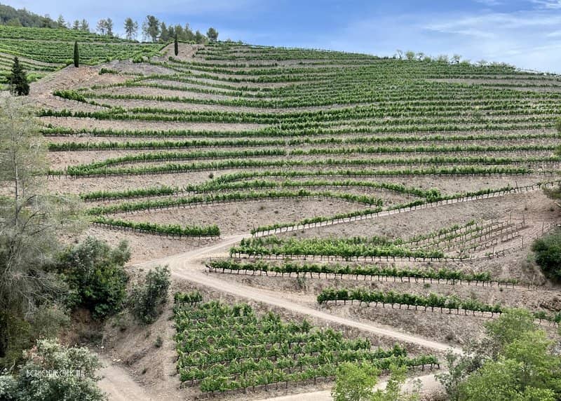 Colinas pintadas mediante la plantación de viñedos en forma lineal